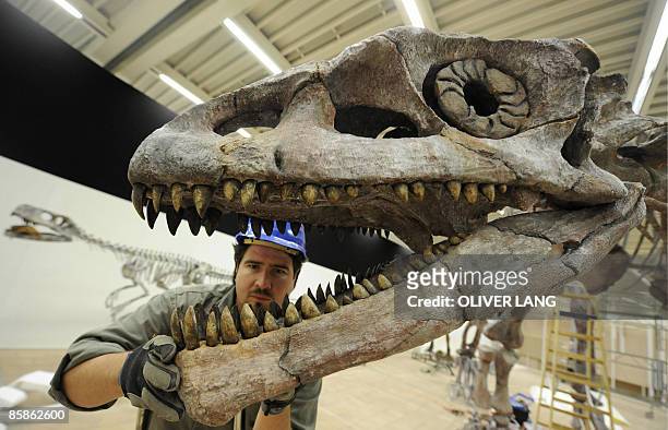 Man inspects the mandibles of a 12 meters long Lessemsaurus dinosaur on April 8, 2009 at the Lokschuppen exhibition hall in Rosenheim, southern...