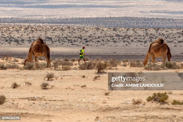 Participant walks between two camels during the Ultra Mirage El Djerid marathon in the desert near the southwestern Tunisian city of Tozeur on...