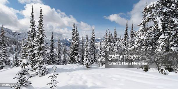 after a fresh snowfall at whitewater resort - nelson british columbia stock pictures, royalty-free photos & images
