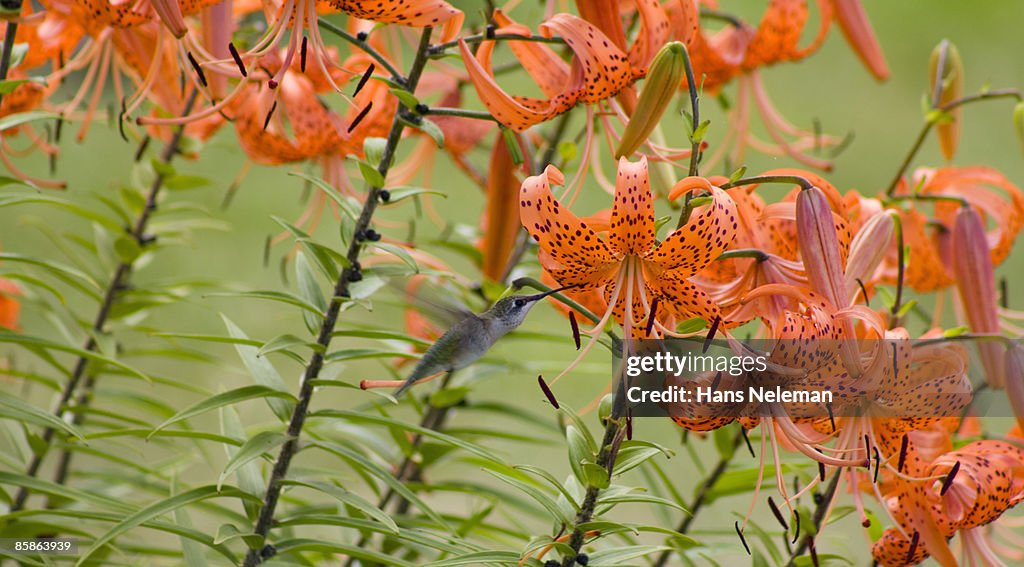 A hummingbird feeding on lilies in Eastern Ontario