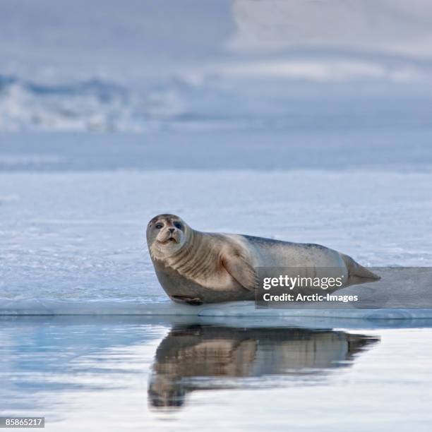 seal sunbathing on glacier - jökulsárlón lagoon stock-fotos und bilder