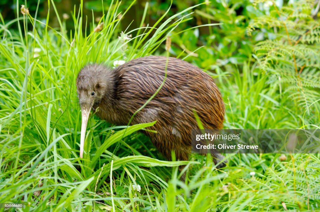 Kiwi at the Wellington Zoo.