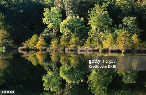 cypress trees reflected in water, mountain fork river. - state park fotografías e imágenes de stock