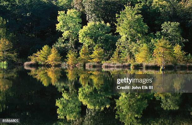 cypress trees reflected in water, mountain fork river. - beaver foto e immagini stock
