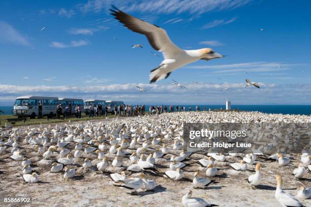 gannet safari at cape kidnappers gannet colony. - cape kidnappers gannet colony stock pictures, royalty-free photos & images