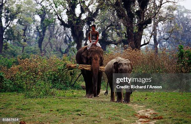 elephants returning to elephant breeding centre in sauraha. - chitwan stock pictures, royalty-free photos & images
