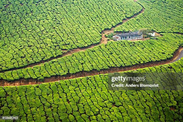 single house surrounded by a vast tea plantation. - munnar stock-fotos und bilder