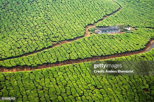 single house surrounded by a vast tea plantation. - munnar photos et images de collection