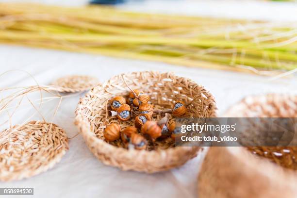 plants in the bowl - tdub_video stock pictures, royalty-free photos & images