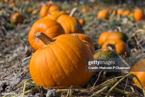 pumpkin patch in field - pumpkin stock pictures, royalty-free photos & images