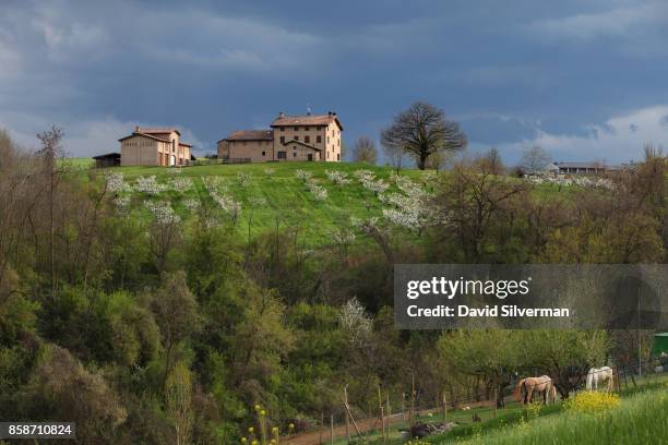 Almond trees wear white as they come into blossom at the start of spring on March 26, 2017 on the outskirts of Modena, a city famous world-wide for...