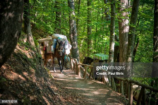 donkeys climb the track on mount olympus, grecce - mount olympus greek stock pictures, royalty-free photos & images