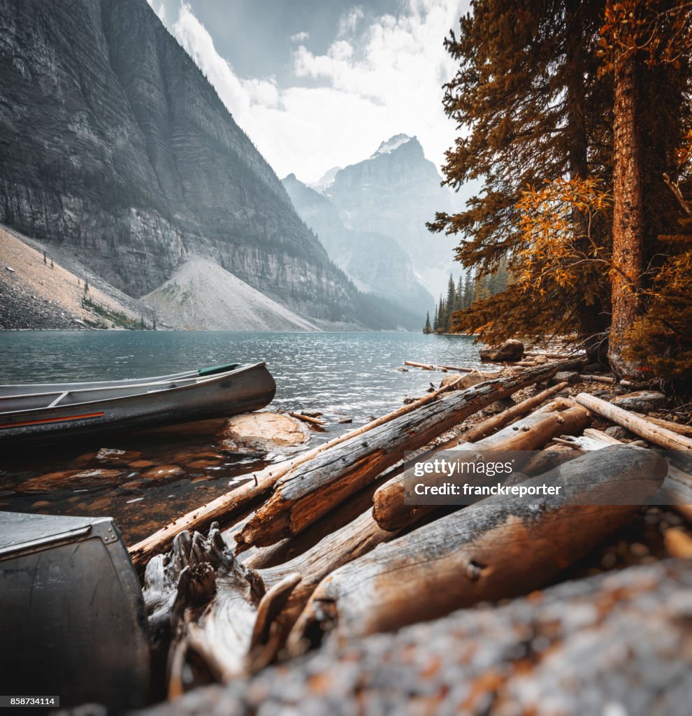 Bark wood in the Moraine Lake at Banff National Park