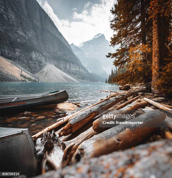 bark wood in the moraine lake at banff national park - banff canada stock pictures, royalty-free photos & images