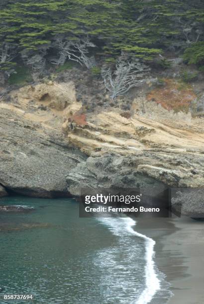 vegetação costeira - califórnia ストックフォトと画像