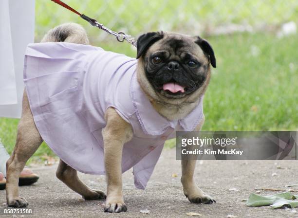 pug dog wearing a bridesmaid dress - bridesmaid dress photos et images de collection
