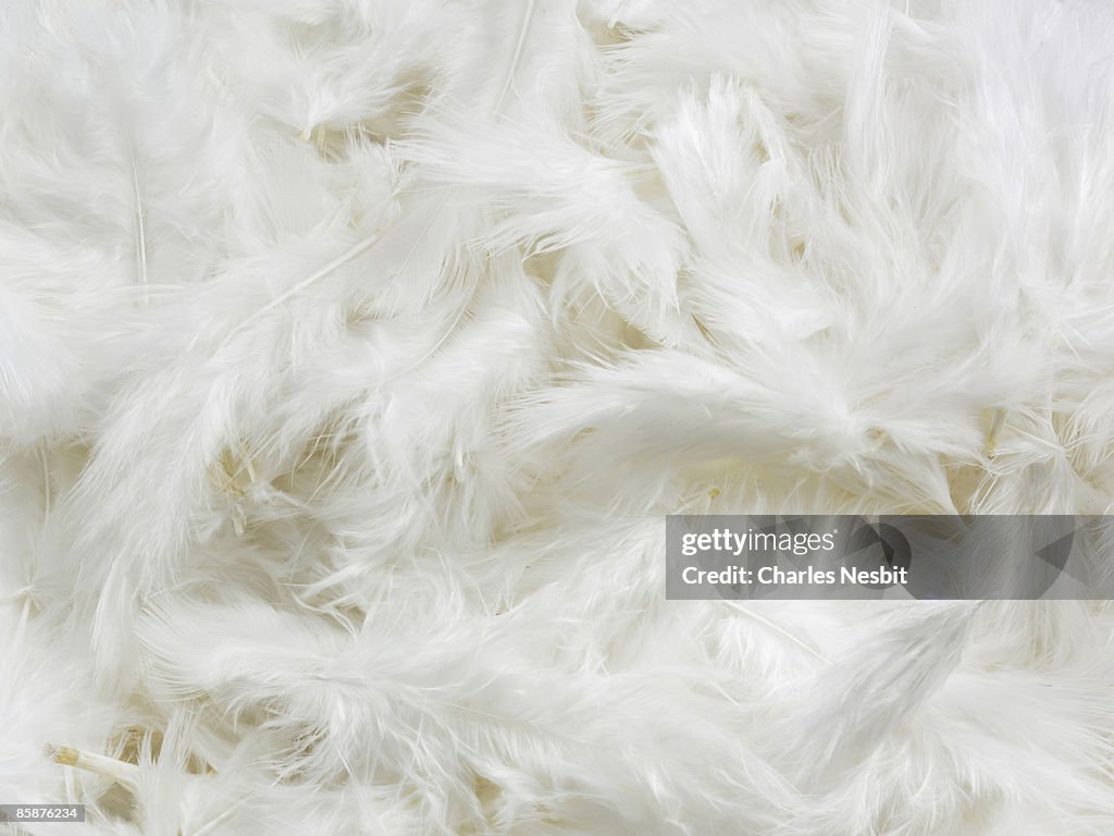 White Feathers