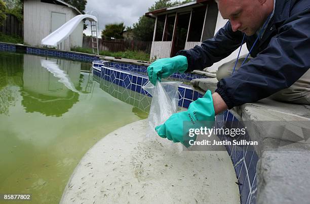 Contra Costa County Mosquito and Vector Control District technician Christopher Doll releases a bag of Gambusia affinis, better known as 'Mosquito...