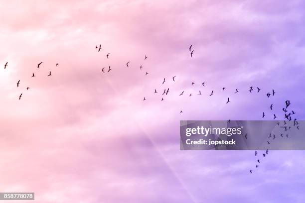 flock of birds flying on pink sky - flapping wings stock pictures, royalty-free photos & images