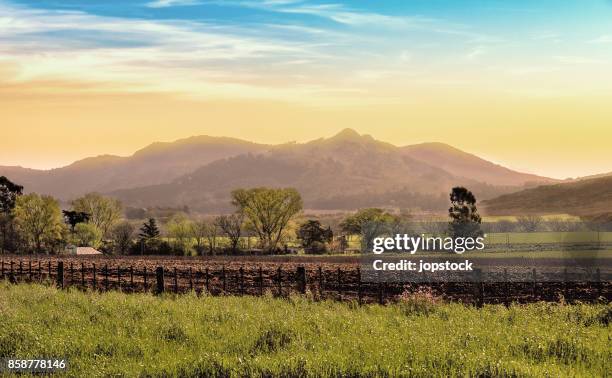 planted farm in tandil, buenos aires, argentina - hill range stock pictures, royalty-free photos & images