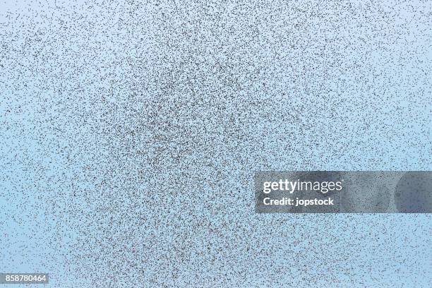 cloud of mosquitoes against blue sky - swarm of insects foto e immagini stock