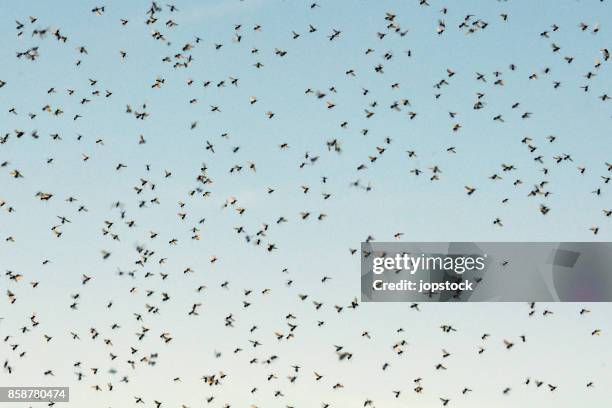 cloud of mosquitoes against blue sky - fly insect stock pictures, royalty-free photos & images
