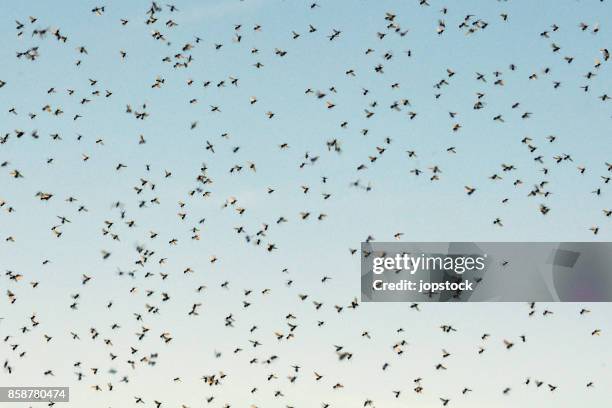 cloud of mosquitoes against blue sky - insect repellent stock pictures, royalty-free photos & images