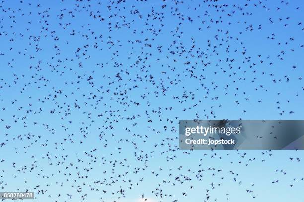 cloud of mosquitoes against blue sky - fly spray stock pictures, royalty-free photos & images