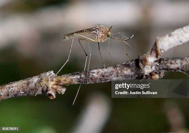 Mosquito sits on a stick April 9, 2009 in Martinez, California. Unseasonably warm weather for Northern California in January appears to have brought...