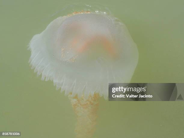 jelly blubber (catostylus tagi) - blubber stock-fotos und bilder