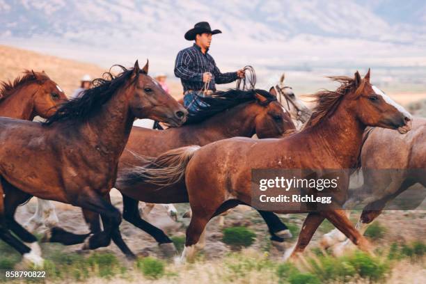 cowboy lifestyle in utah - cattle drive stock pictures, royalty-free photos & images