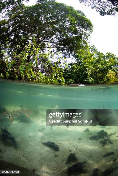 school of juvenile blacktip reef sharks in a shallow pool inside a mangrove forest - blacktip reef shark stock pictures, royalty-free photos & images