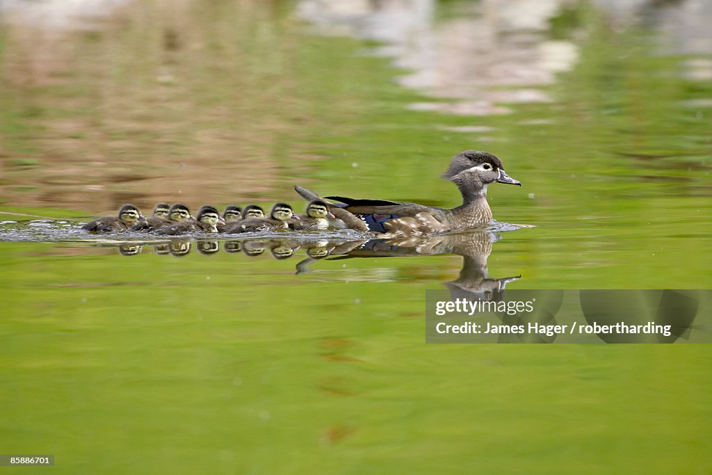 Wood duck (Aix sponsa) hen and ducklings swimming, Arapahoe County, Colorado, United States of America, North America