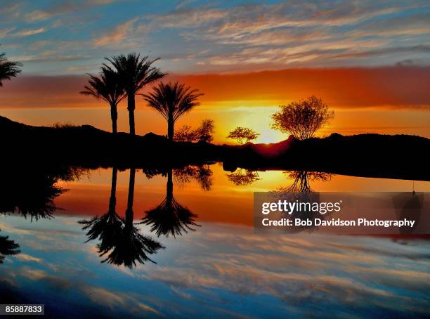 trees reflecting in water at dusk - peoria arizona photos et images de collection