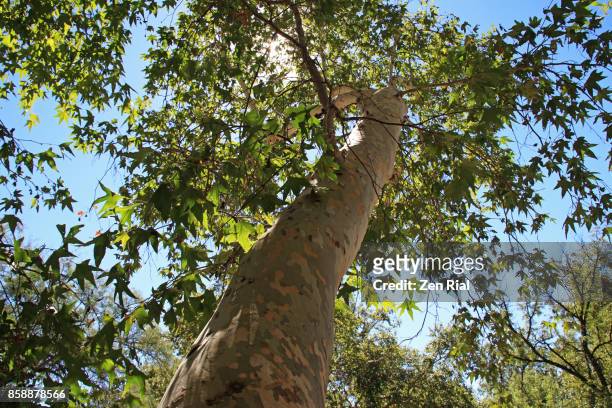arizona sycamore tree - platanus wrightii - camp verde photos et images de collection