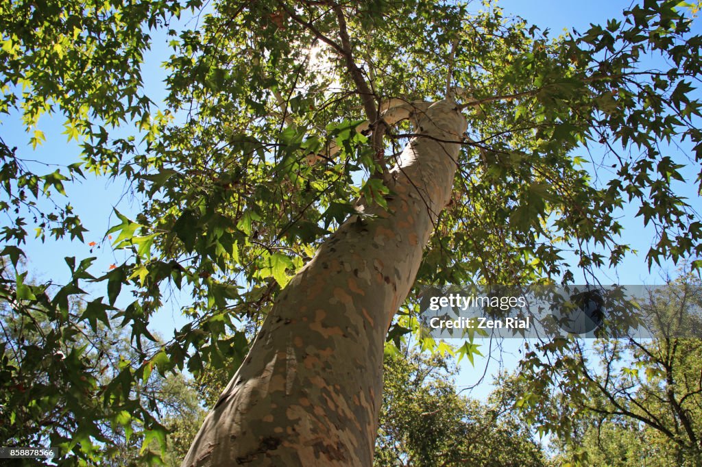 Arizona Sycamore tree - Platanus wrightii