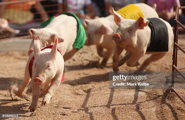 Pigs race around the track at the Pig Racing and Diving display at the Sydney Royal Easter Show on April 10, 2009 in Sydney, Australia.