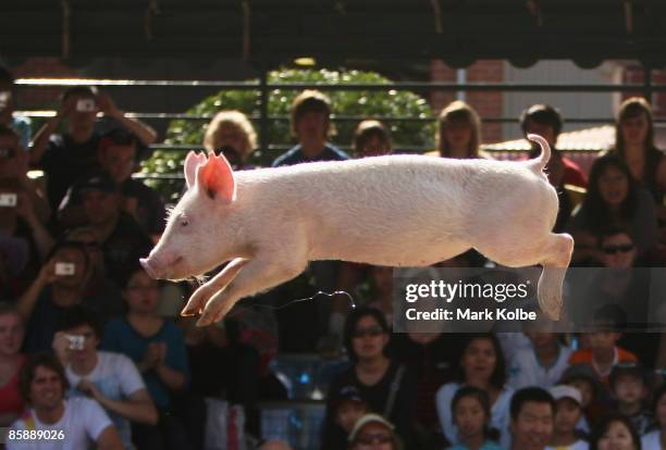 Pig jumps through the air at the Pig Racing and Diving display at the Sydney Royal Easter Show on April 10, 2009 in Sydney, Australia.