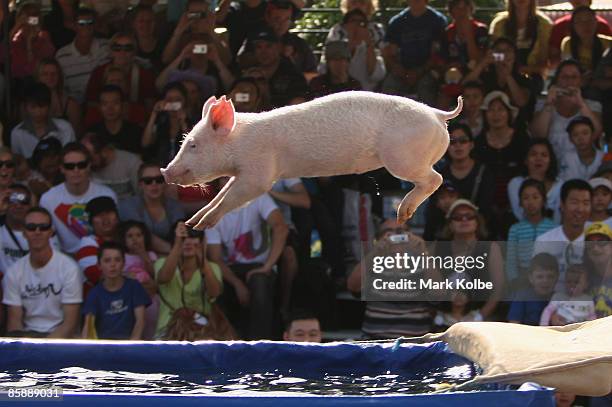 Pig jumps through the air at the Pig Racing and Diving display at the Sydney Royal Easter Show on April 10, 2009 in Sydney, Australia.