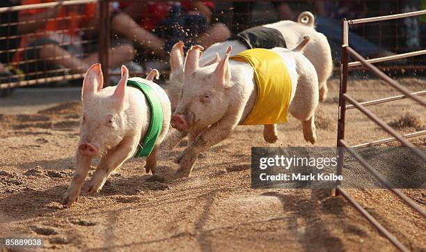 Racing Pig Photos and Premium High Res Pictures - Getty Images