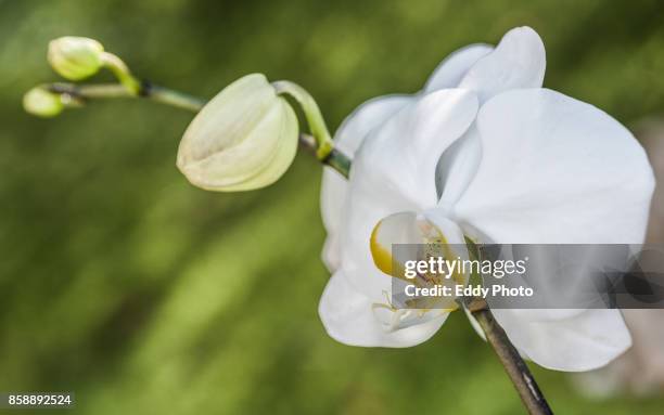 orquidea con fondo negro y rocio - fondo negro stockfoto's en -beelden