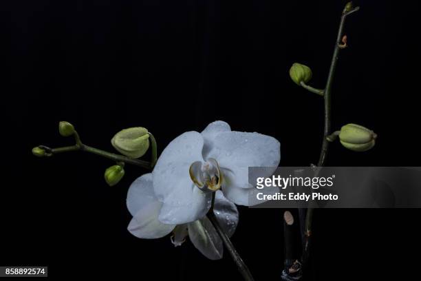 orquidea con fondo negro y rocio - fondo negro stockfoto's en -beelden