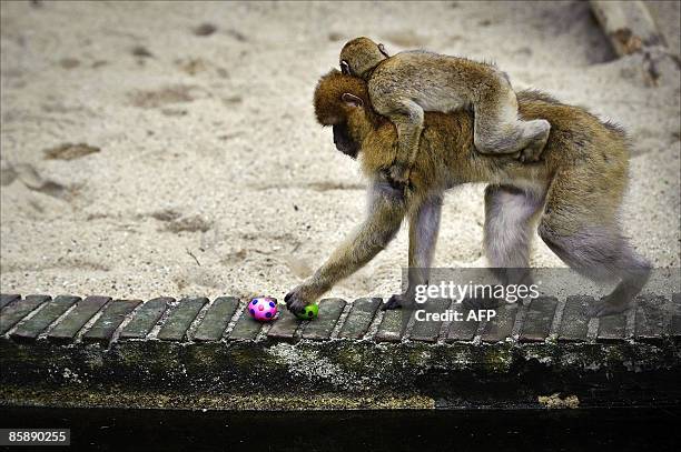 Berber monkey with offspring plays with two Eastern eggs in their residence in Ouwehands Zoo in Rhenen, April 10, 2009. ANP ERIK VAN 'T WOUD...