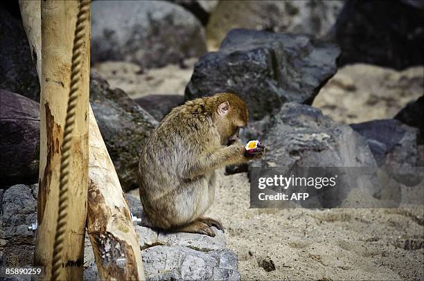 Berber monkey plays with an Eastern egg in Ouwehands Zoo in Rhenen, on April 10, 2009. AFP PHOTO/ ANP /ERIK VAN 'T WOUD netherlands out - belgium out