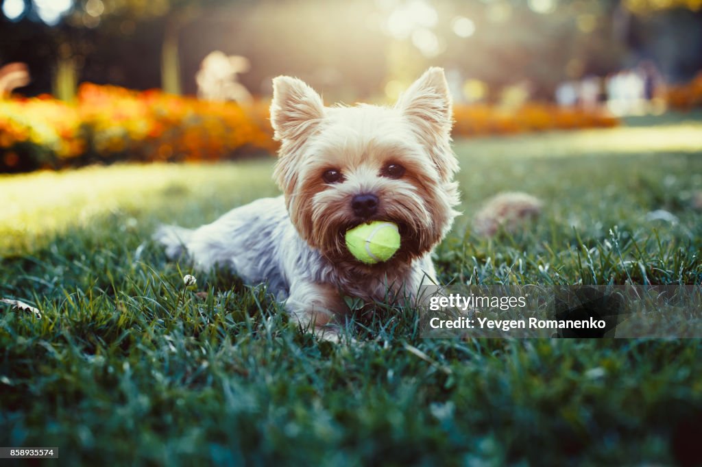 Beautiful yorkshire terrier playing with a ball on a grass