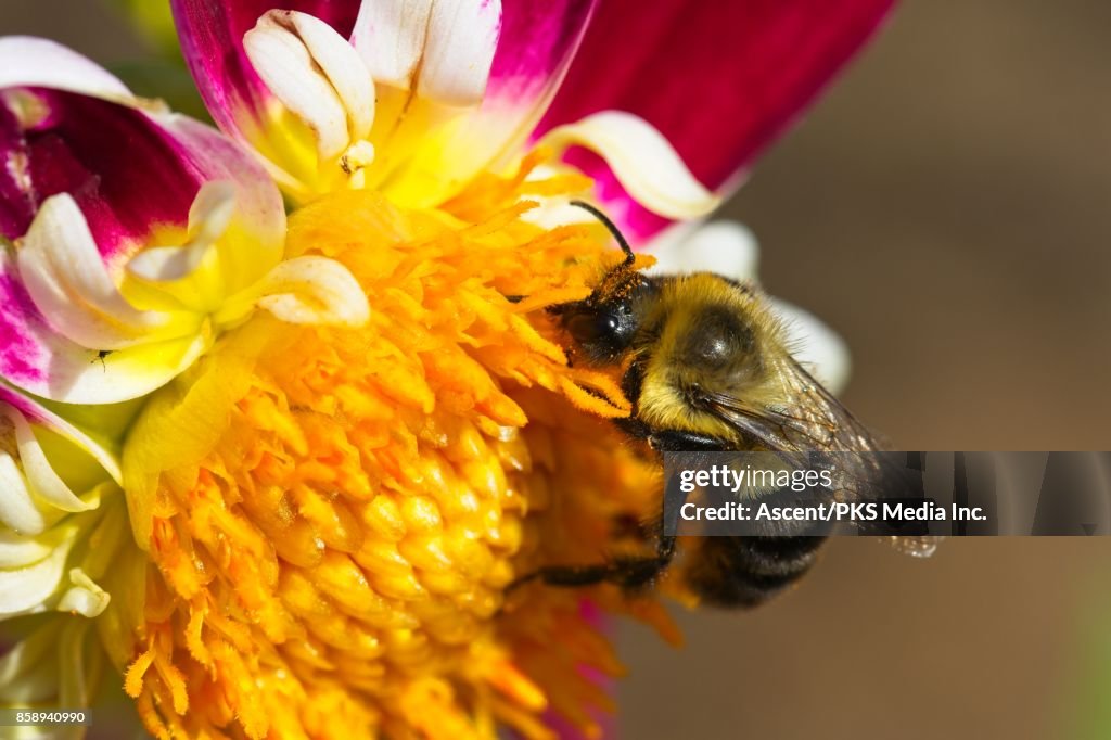 Golden Northern Bumble Bee on flower (Bombus fervidas)