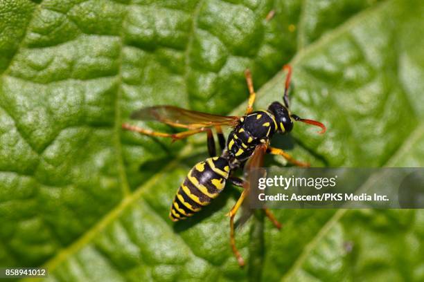 european paper wasp (polistes dominula) - polistes wasps stock pictures, royalty-free photos & images