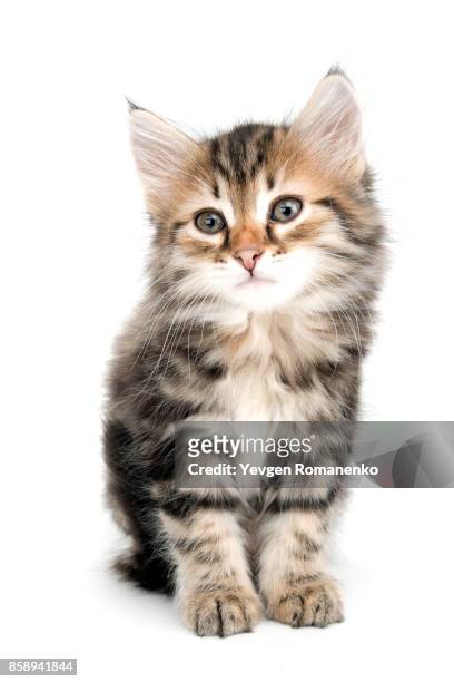 gray kitten isolated on white - kitten stock pictures, royalty-free photos & images