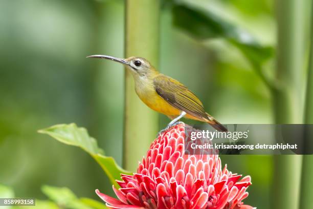 little spiderhunter,bird - cigar texture stock pictures, royalty-free photos & images