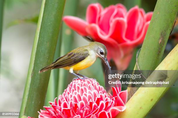 little spiderhunter,bird - cigar texture stock pictures, royalty-free photos & images